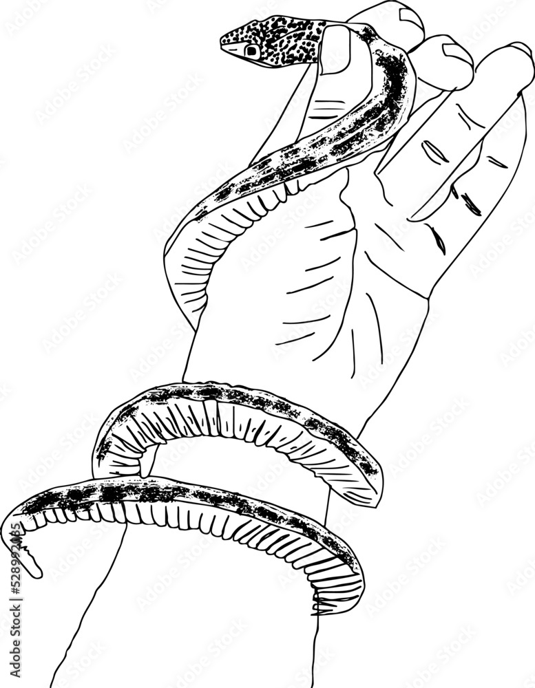 hand holding a snake sketch vector, Snake design Tshirt apparel print
