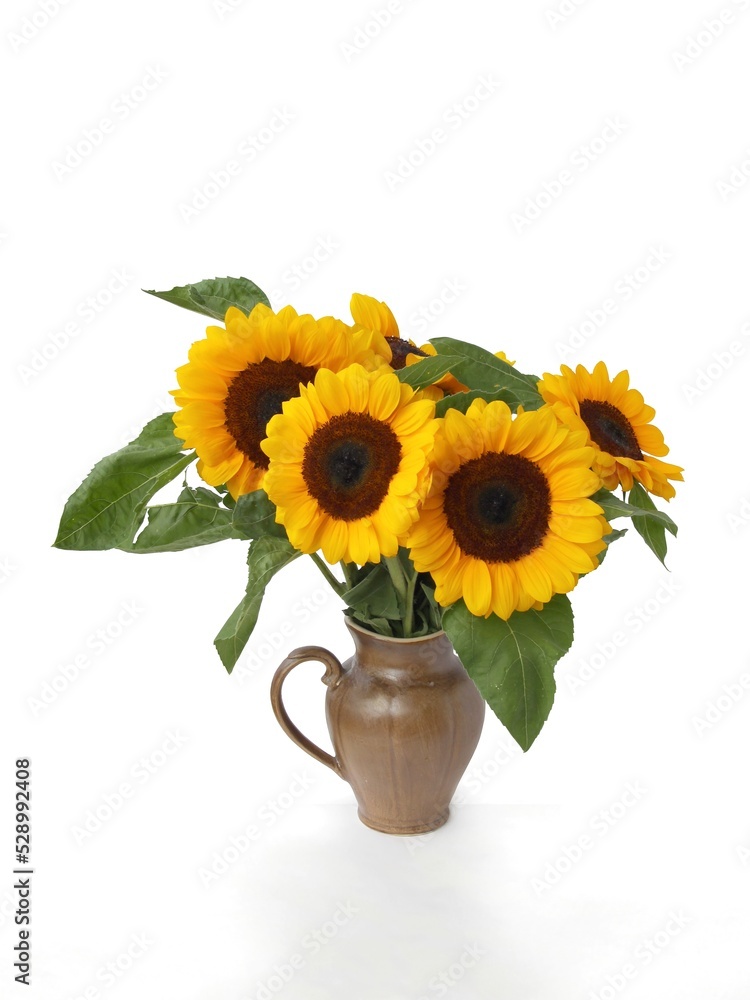 pretty sunflower in ceramic pot close up pretty sunflower in ceramic pot close up