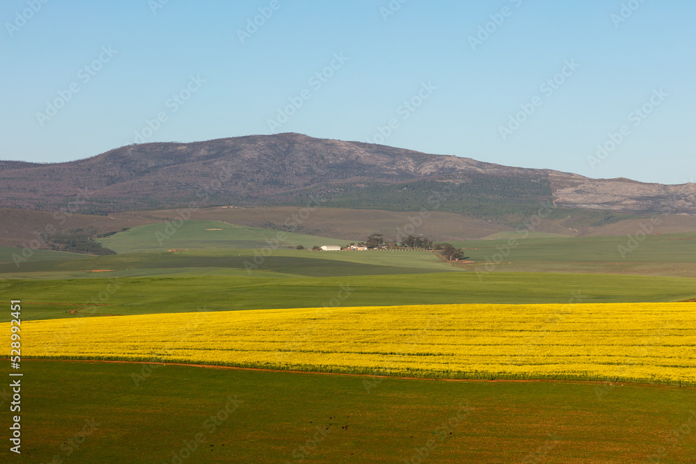 Bright yellow canola field with a farm homestead and mountains in the distance