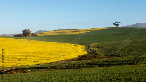Patch of bright yellow canola flowers  green fields and blue sky