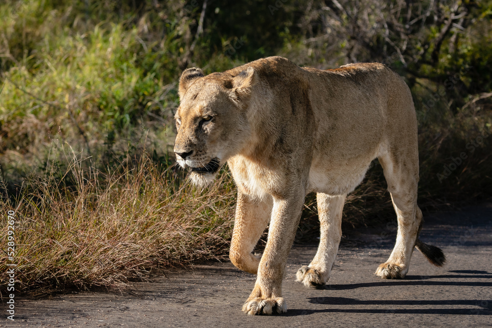 Naklejka premium One lioness walking in a national park