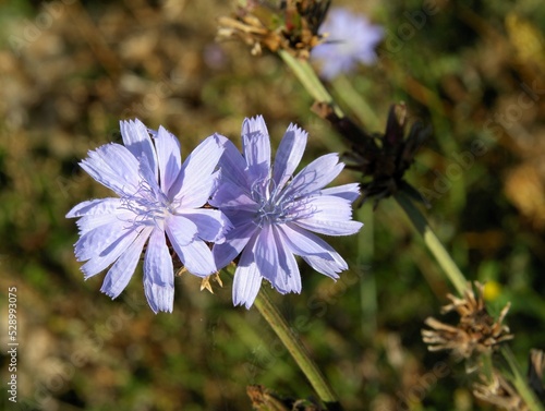 blue flowers of wild plant chicory-Cichorium intybus close up photo