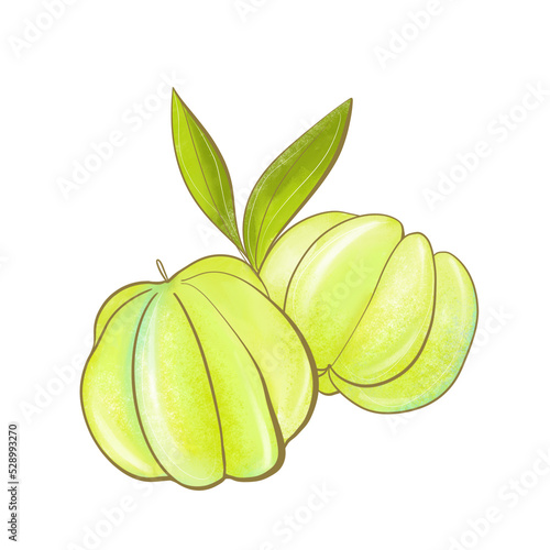 Wallpaper Mural malay plant color element fruit exotic antillean star gooseberry illustration light green shades close up packaging natural botanical style Torontodigital.ca