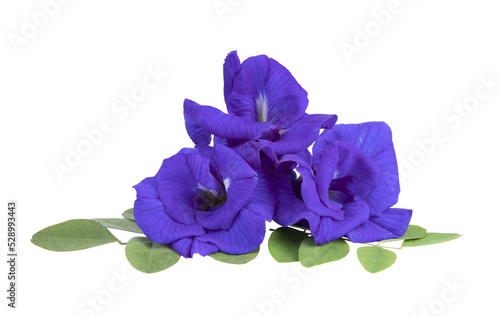 Butterfly pea flowers with green leaves isolated on transparent png