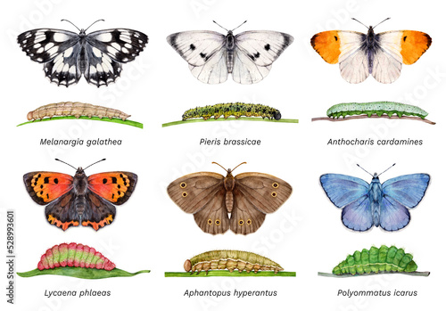 Watercolor butterflies and caterpillars: Melanargia galathea, Pieris brassicae, Anthocharis cardamines, Lycaena phlaeas, Aphantopus hyperantus, Polyommatus icarus. Hand drawn insect illustration.