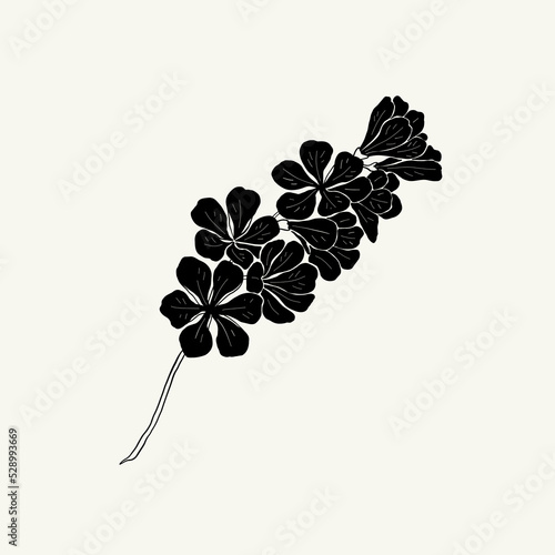 Flowers, Botanica illustration. Black ink, line, doodle style. 
