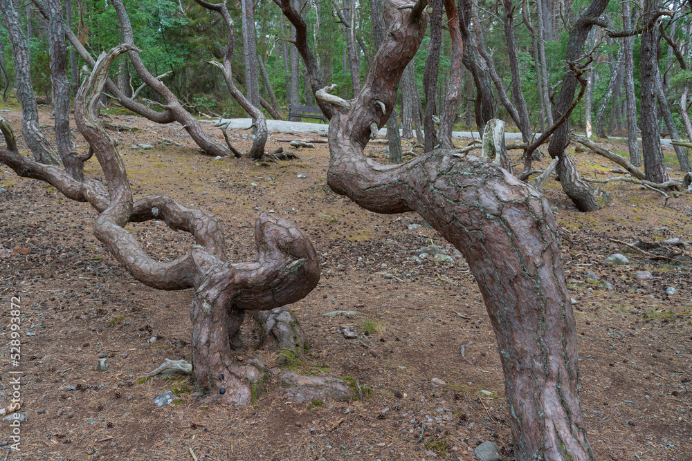 Troll forest of Öland, Sveden