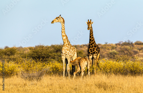 Giraffe family: parents with infant drinking milk, Kalahari, Botswana, Africa