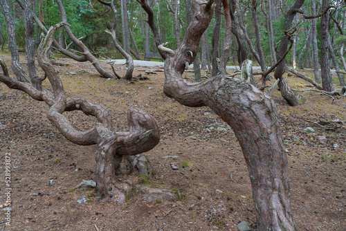 Troll forest of Öland, Sveden