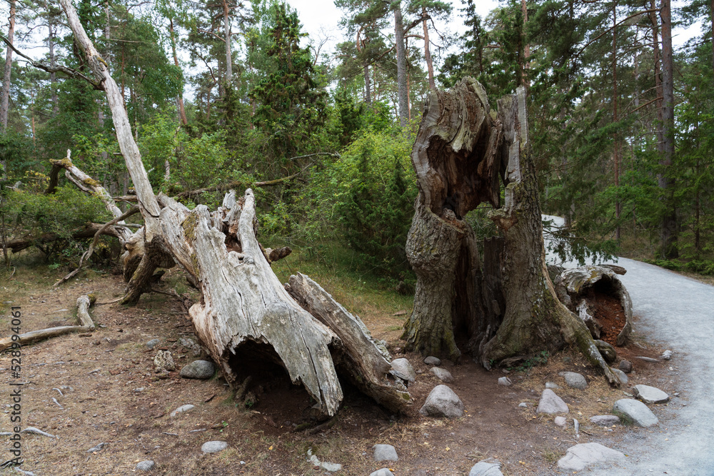 Troll forest of Öland, Sveden