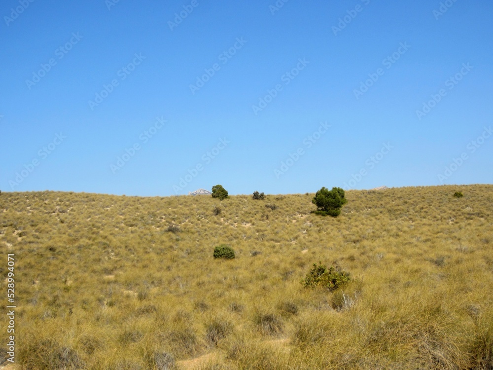 Obraz premium esparto grass on hillside