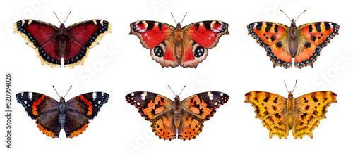 Watercolor butterflies: Aglais urticae, Nymphalis antiopa, Aglais io, Vanessa cardui, Vanessa atalanta, Polygonia c-album. Hand drawn painting insect illustration. photo