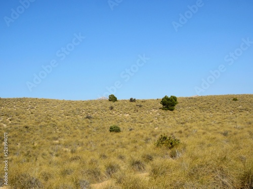 esparto grass on hillside photo
