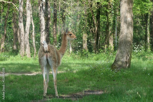 vicuna in a zoo in france