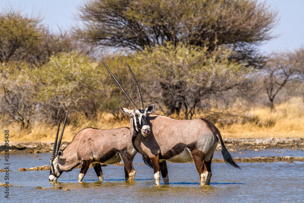 Fototapeta premium Two Orynx Antelopes in a waterhole drinking water, Kalahari, Botswana, Africa