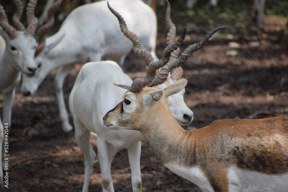 Fototapeta premium White black buck deer in zoo.