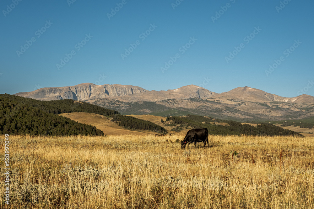 Obraz premium Black Angus Cow grazes in the grassland at the base of the Big Horn Mountains in Wyoming, USA