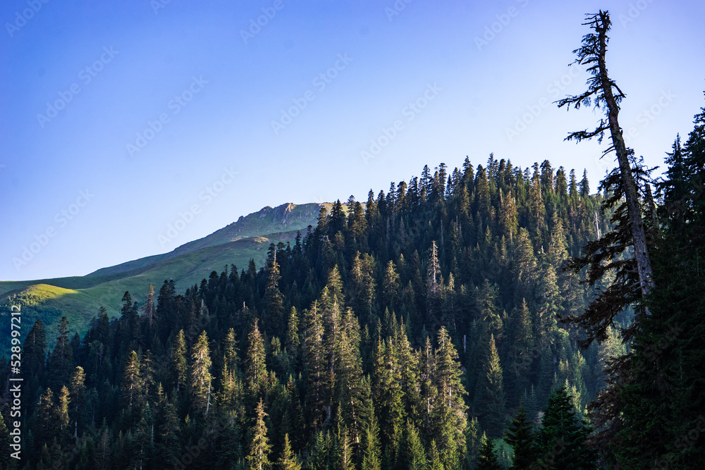 © ADDICTIVE STOCK - Grassy slope with coniferous trees © ADDICTIVE STOCK - Grassy slope with coniferous trees