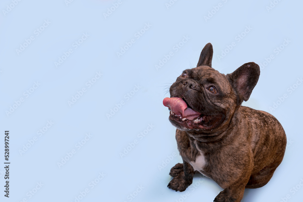 sitting french bulldog, top view, on a blue background with copy space sitting french bulldog, top view, on a blue background with copy space