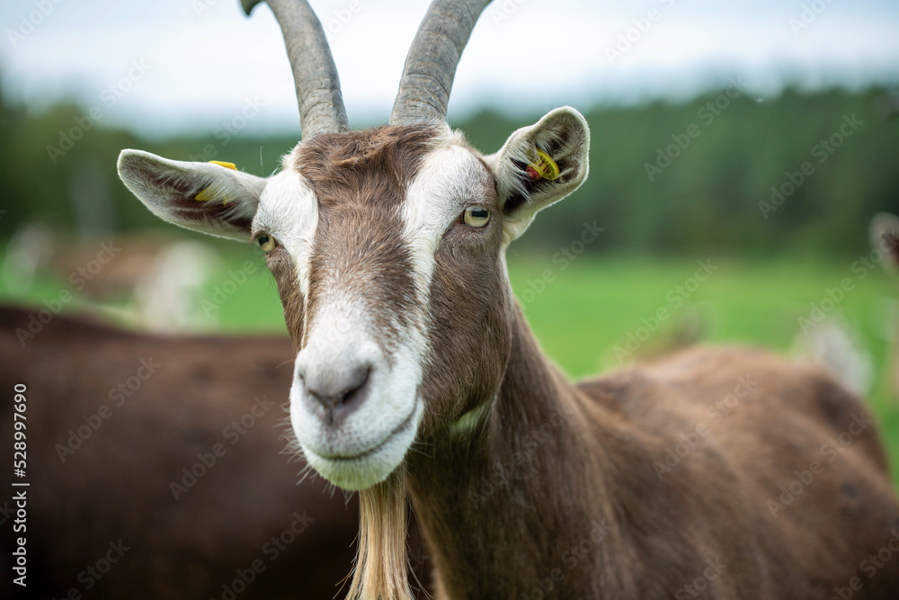 Thuringian goat grazing near herd Thuringian goat grazing near herd