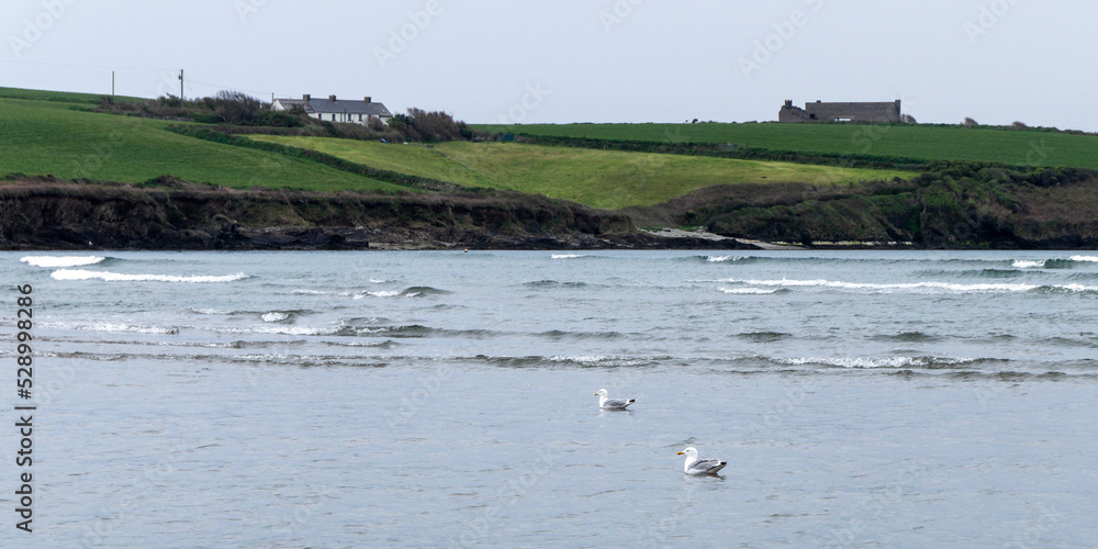 Two birds are swimming on the sea. The green hills of the coast in the distance. Seaside landscape. A couple of seabirds. Seaside nature.