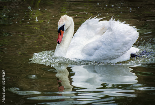 Fototapeta Naklejka Na Ścianę i Meble -  A white swan swims on a calm lake