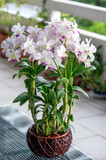 A white and pink dendrobium orchid plant in flower on a terrace in Thailand. Four plants are grouped in a wicker basket, giving a grouped effect