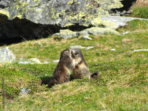 instant marmotte