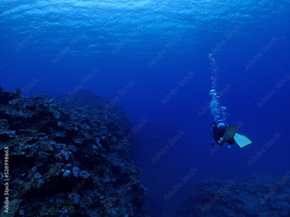 石垣島・川平湾沖海底をダイブする