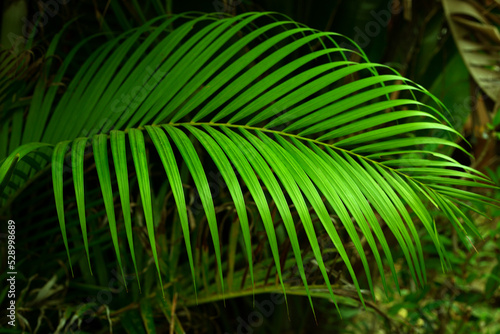 Tropical green palm closeup leaf background