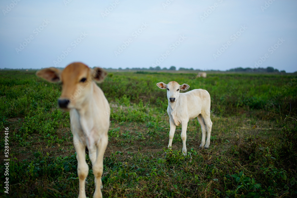two calves in a green field two calves in a green field