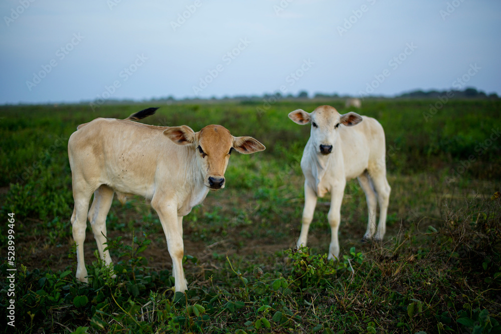 two cows in the garden with green grass two cows in the garden with green grass