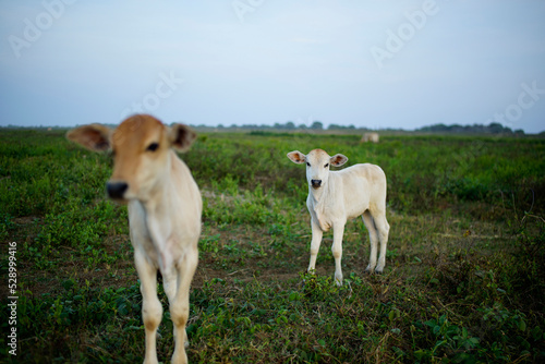 two calves in a green field