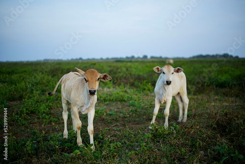 two cows in a green field