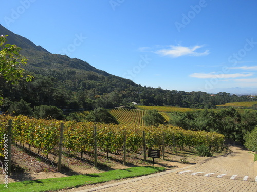 Fototapeta Naklejka Na Ścianę i Meble -  Winery, Constantia, Cape Town, South Africa