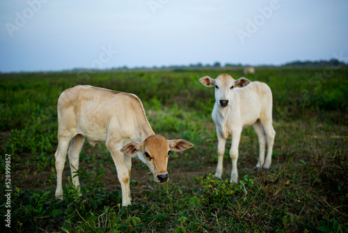 two female calves in a green field with a blur background
