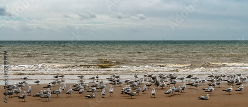 Group of European herring gulls (Larus argentatus) on the beach in Dymchurch, Kent, United Kingdom