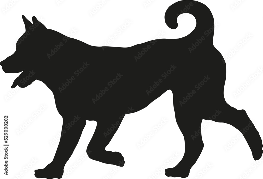 Black dog silhouette. Running american akita puppy. Pet animals. Isolated on a white background.