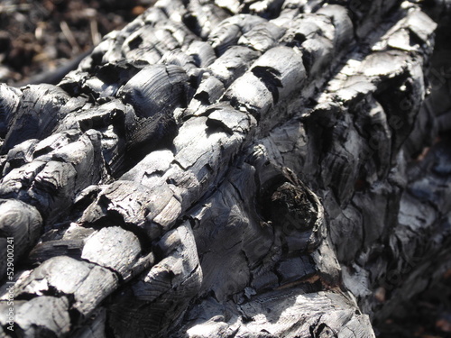 Troncos de árboles quemados después de un incendio en el monte