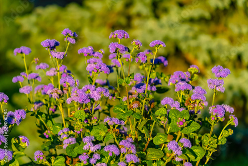 Purple flowers in the city park. The Far Eastern region of Russia, the city of Khabarovsk. 