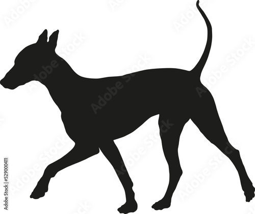 Black dog silhouette. Walking mexican hairless dog puppy. Pet animals. Isolated on a white background.