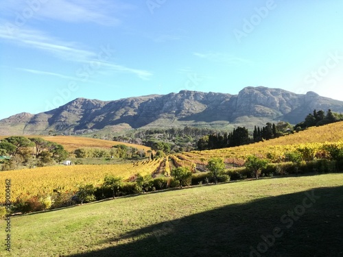 Winery, Constantia, Cape Town, South Africa