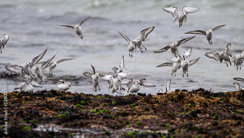 Sandpipers flock landing photo