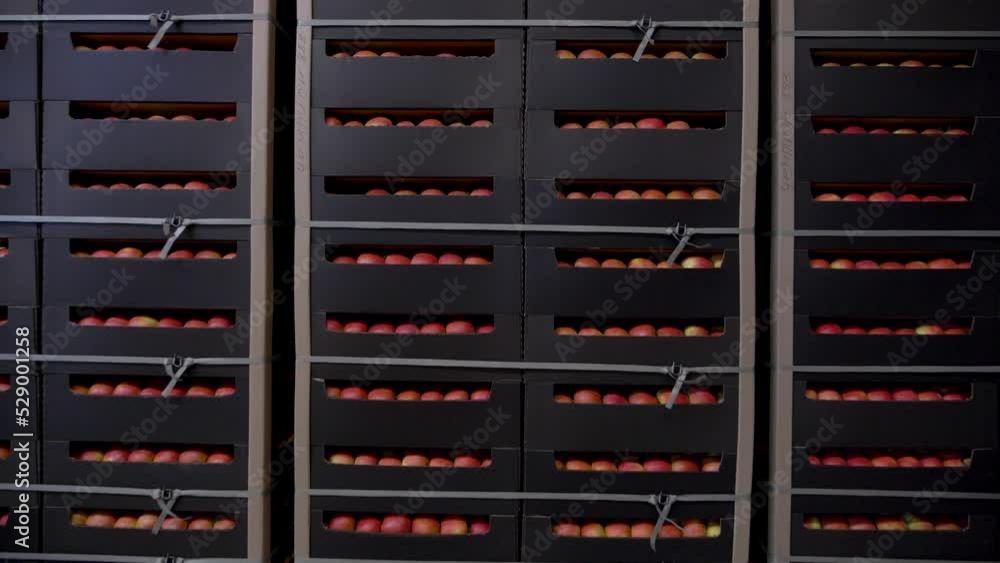 Apple Orchard Production Factory. Boxes of apples on a pallets Apple Orchard Production Factory. Boxes of apples on a pallets