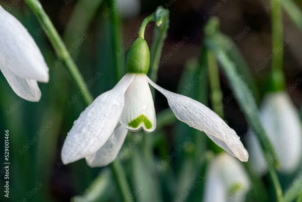Snowdrop galanthus elwesii 'Mrs Macnamara' an early winter spring bulbous flowering plant with a white springtime flower which opens in January and February, stock photo image Snowdrop galanthus elwesii 'Mrs Macnamara' an early winter spring bulbous flowering plant with a white springtime flower which opens in January and February, stock photo image