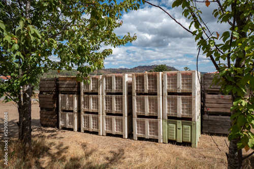Colheita de maça recem colhidas em caixas de madeira umas em cima das outras, prontas para a distribuição em Portugal photo
