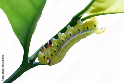 Canvastavla Caterpillar, Big green worm, Giant green worm on the green leaf background