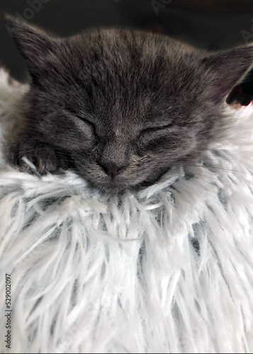 Charcoal Grey Kitten Napping