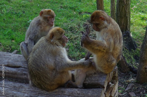  three macaque sitting together