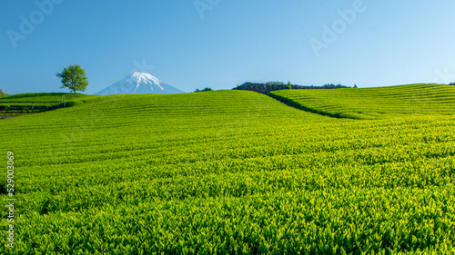 Tea farm with Fuji mountain in background